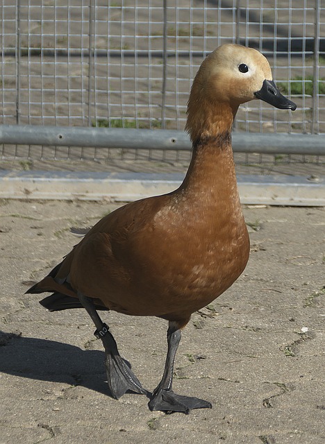 乐道
