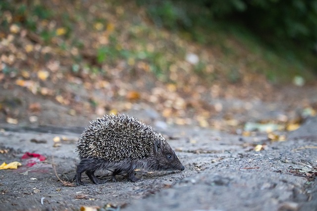 公众人物的 公众人物的